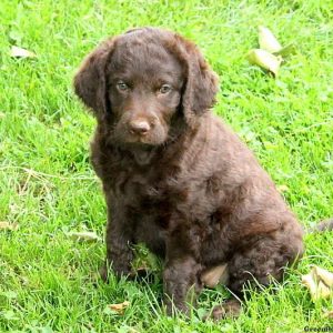 Jasmine, Labradoodle Puppy