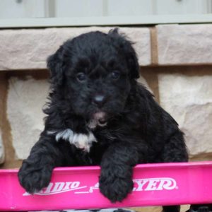 Jasmine, Bernedoodle-Miniature Puppy