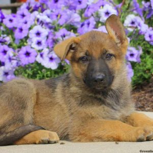 Jasmine, German Shepherd Puppy