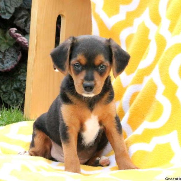 Jason, Jack Russell Mix Puppy