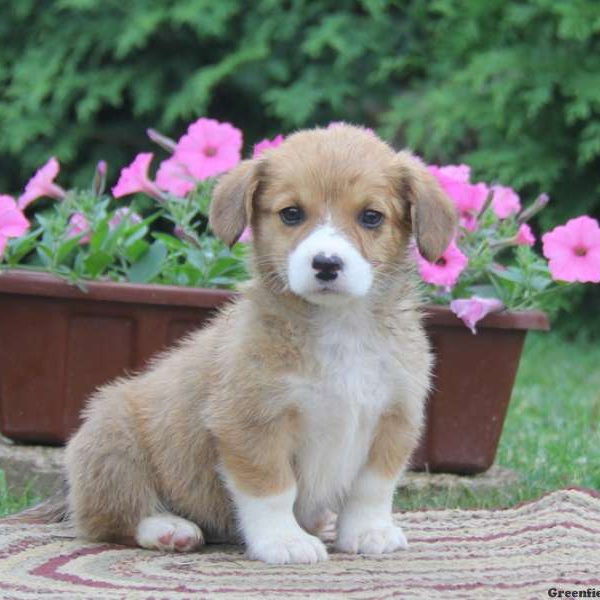 Jason, Pembroke Welsh Corgi Puppy