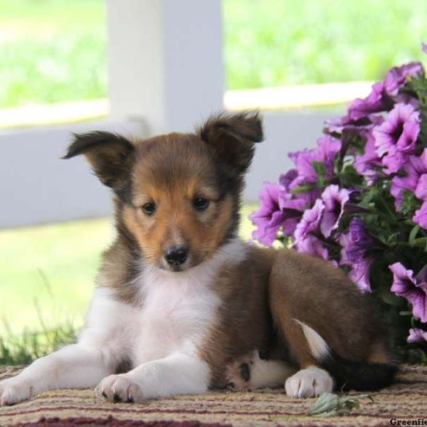 Jason, Shetland Sheepdog Puppy