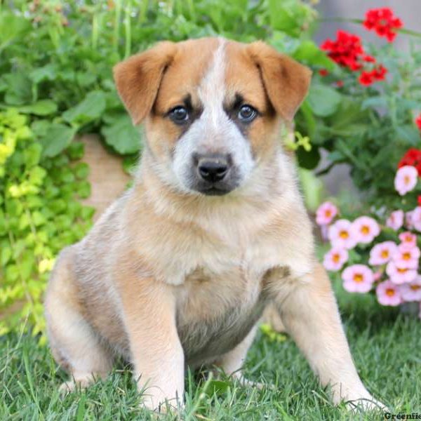 Jason, Blue Heeler – Australian Cattle Dog Puppy