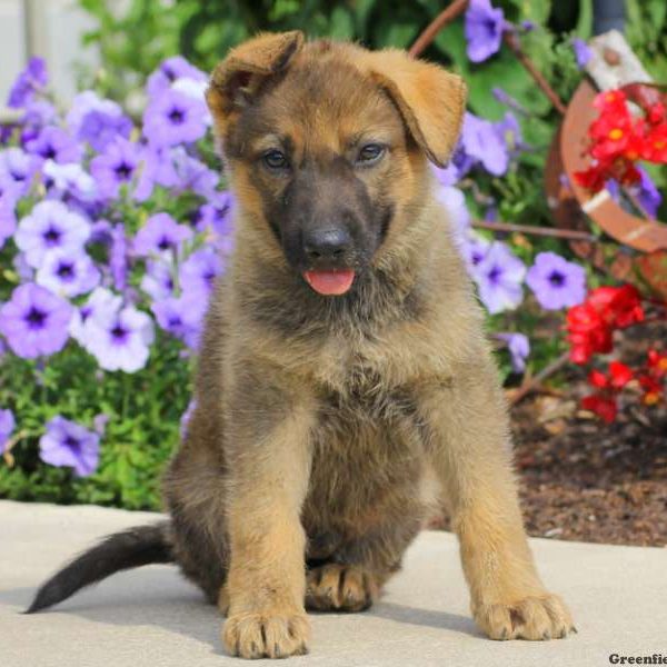 Jason, German Shepherd Puppy