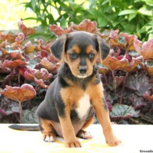 Jason, Jack Russell Mix Puppy