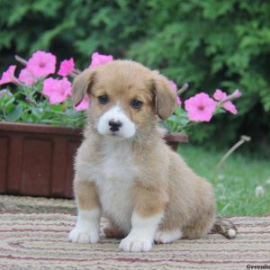 Jason, Pembroke Welsh Corgi Puppy