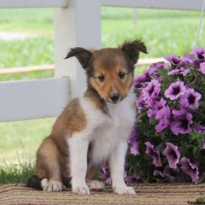 Jason, Shetland Sheepdog Puppy