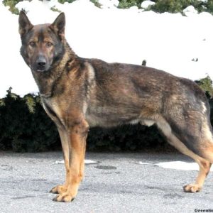 Jason, German Shepherd Puppy