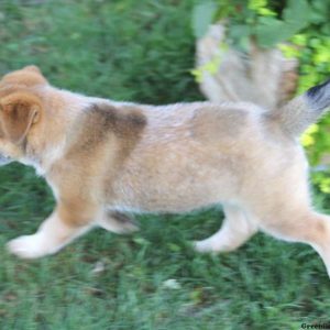 Jason, Blue Heeler – Australian Cattle Dog Puppy