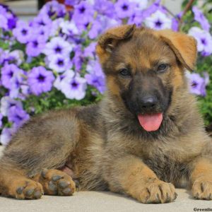 Jason, German Shepherd Puppy
