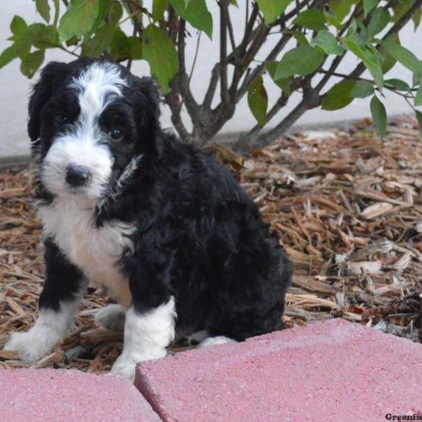 Jasper, Bernedoodle Puppy