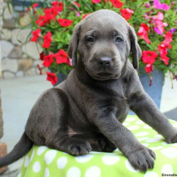 Jasper, Labrador Retriever-Charcoal Puppy