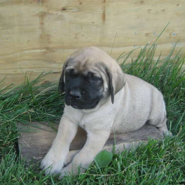 Jasper, English Mastiff Puppy