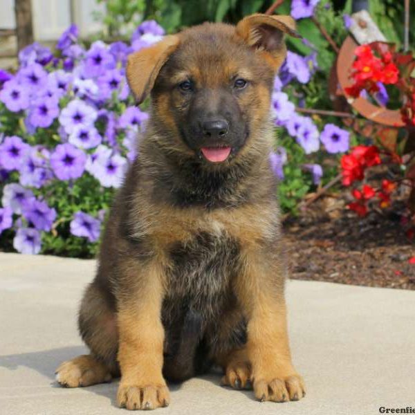 Jasper, German Shepherd Puppy