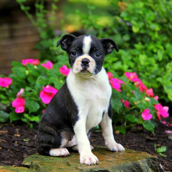 Jasper, Boston Terrier Puppy