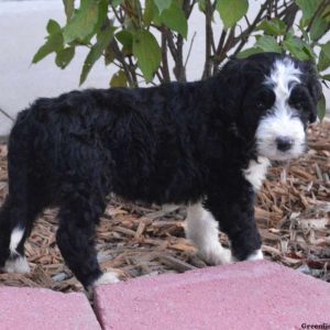 Jasper, Bernedoodle Puppy