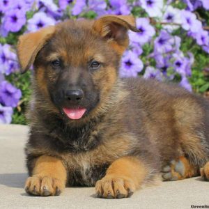 Jasper, German Shepherd Puppy