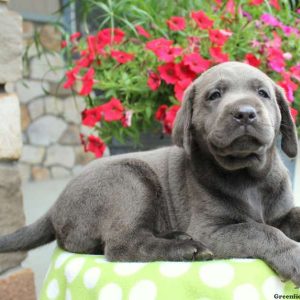 Jasper, Labrador Retriever-Charcoal Puppy