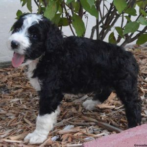 Jasper, Bernedoodle Puppy