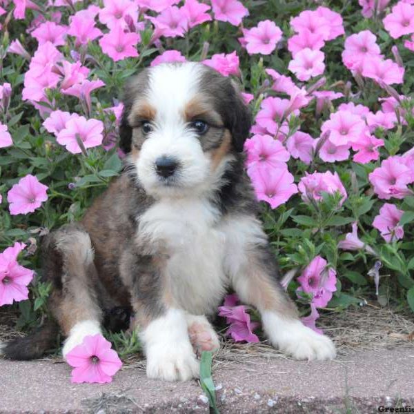 Java, Bernedoodle Puppy