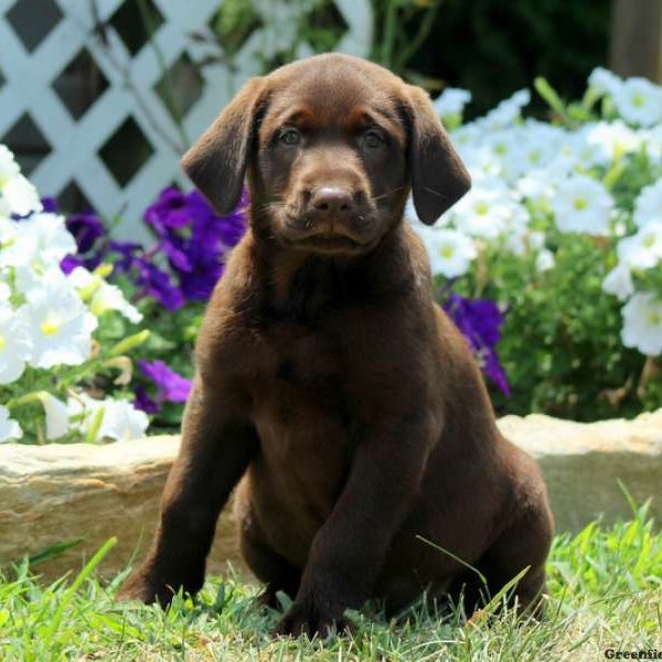 Java, Labrador Retriever-Chocolate Puppy