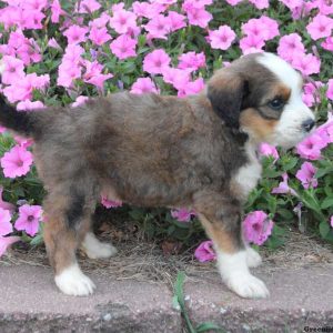 Java, Bernedoodle Puppy