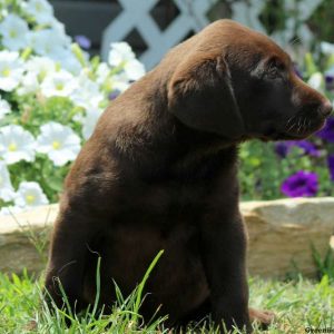 Java, Labrador Retriever-Chocolate Puppy