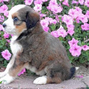 Java, Bernedoodle Puppy