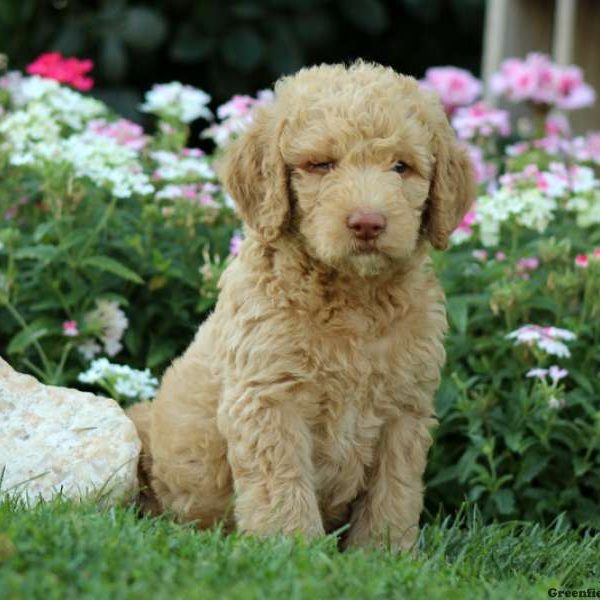 Jax, Labradoodle-Miniature Puppy