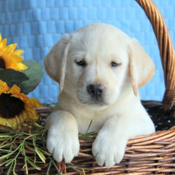 Jax, Labby Dabby Doo Puppy