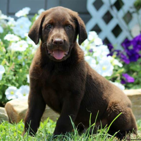 Jax, Labrador Retriever-Chocolate Puppy