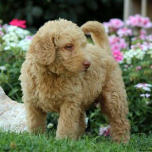 Jax, Labradoodle-Miniature Puppy