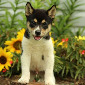 Jax, Shiba Inu Puppy