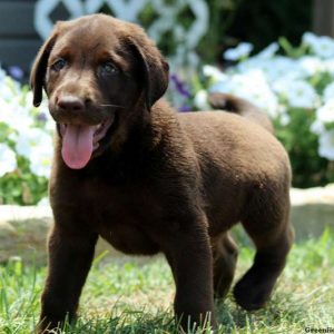 Jax, Labrador Retriever-Chocolate Puppy