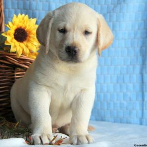 Jax, Labby Dabby Doo Puppy