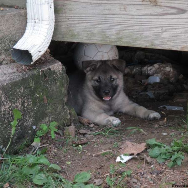 Jaxon, Norwegian Elkhound Puppy