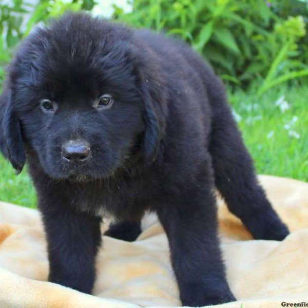 Jay Jay, Newfoundland Puppy