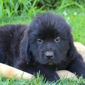 Jay Jay, Newfoundland Puppy