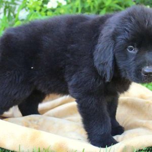 Jay Jay, Newfoundland Puppy