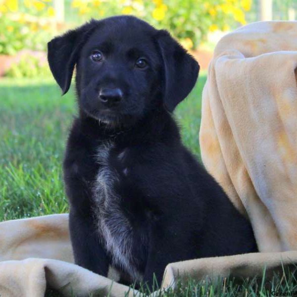 Jay, German Shepherd Mix Puppy