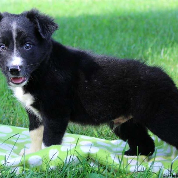 Jay, Border Collie Puppy