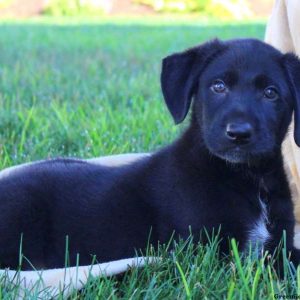 Jay, German Shepherd Mix Puppy