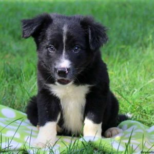 Jay, Border Collie Puppy