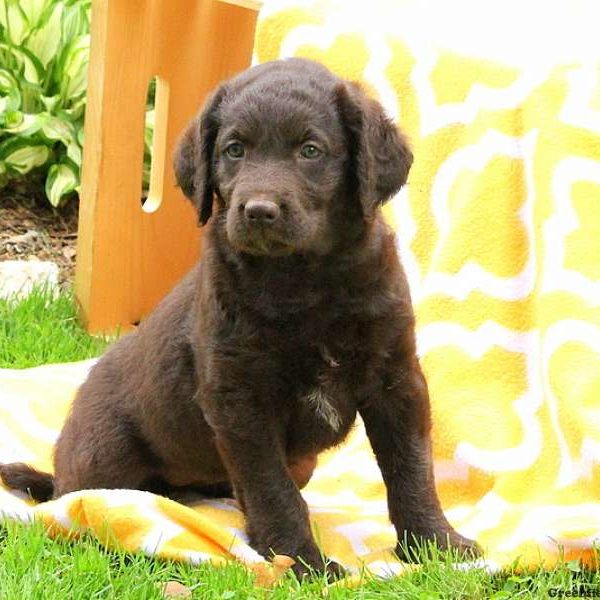 Jaylin, Labradoodle Puppy