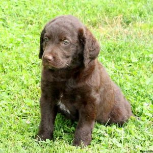 Jaylin, Labradoodle Puppy