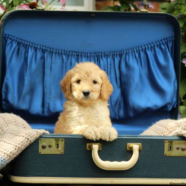 Jazie, Standard Poodle Puppy