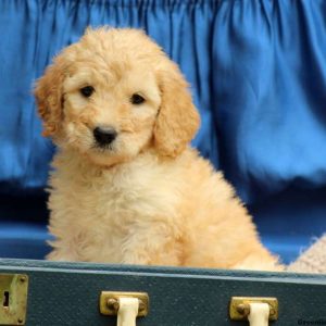 Jazie, Standard Poodle Puppy