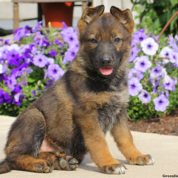 Jazzy, German Shepherd Puppy