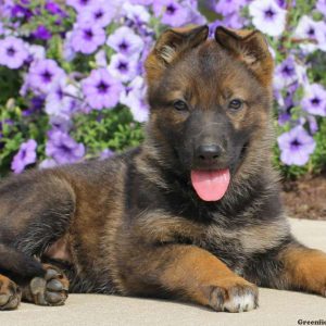 Jazzy, German Shepherd Puppy