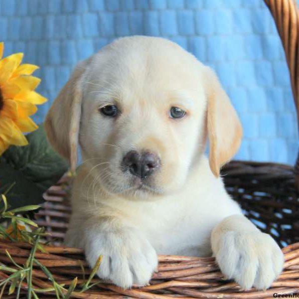 Jed, Labby Dabby Doo Puppy